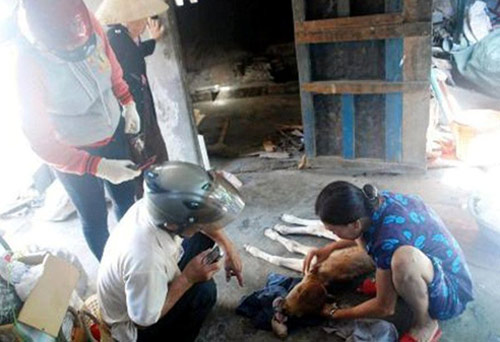 10 sinh vật lạ phát hiện tại Việt Nam 2012 - 5