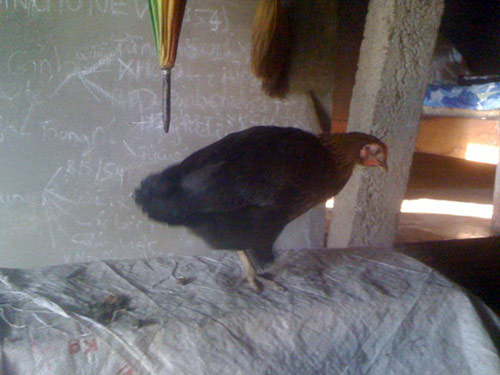 10 sinh vật lạ phát hiện tại Việt Nam 2012 - 6