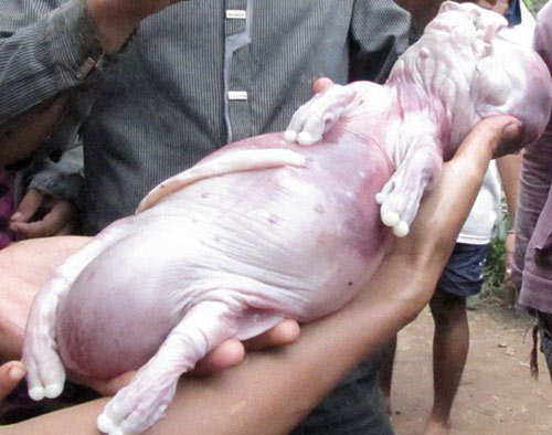 10 sinh vật lạ phát hiện tại Việt Nam 2012 - 2