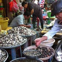 Thị trường - Tiêu dùng - Phát hiện hải sản tươi sống chứa virus độc hại