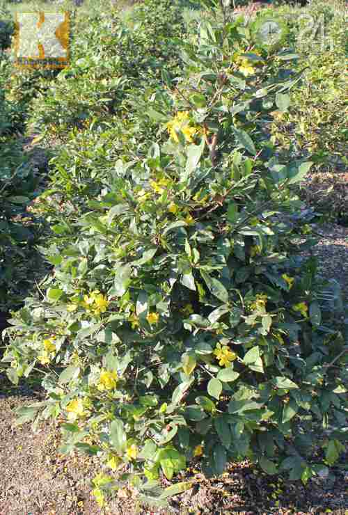 TP.HCM: Nhà vườn lo mất mùa mai Tết - 2