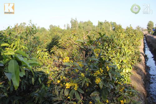 TP.HCM: Nhà vườn lo mất mùa mai Tết - 3