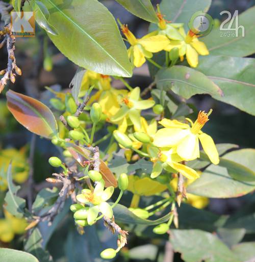 TP.HCM: Nhà vườn lo mất mùa mai Tết - 4