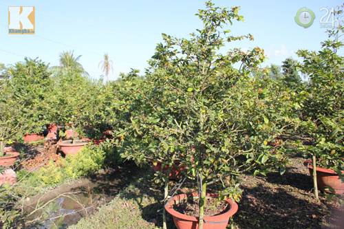 TP.HCM: Nhà vườn lo mất mùa mai Tết - 5