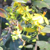 Tin tức trong ngày - TP.HCM: Nhà vườn lo mất mùa mai Tết