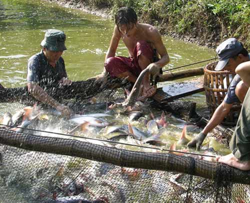 Chính phủ sẽ cứu ngành tôm, cá tra? - 1