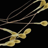 Sức khỏe đời sống - "Tinh binh" đồng đều tăng khả năng sinh con