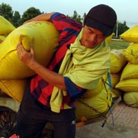 Thị trường - Tiêu dùng - Giá lúa gạo giảm mạnh