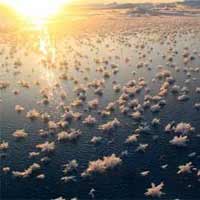 Tin tức trong ngày - Ngắm hàng nghìn bông hoa băng ở Bắc Cực