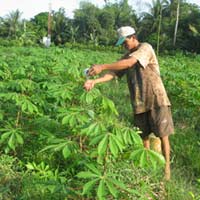 Thị trường - Tiêu dùng - Đua nhau trồng sắn bán lá cho... thương lái 'bí ẩn'