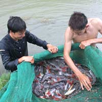 Thị trường - Tiêu dùng - Nuôi trồng thủy sản: Nỗi lo chồng chất