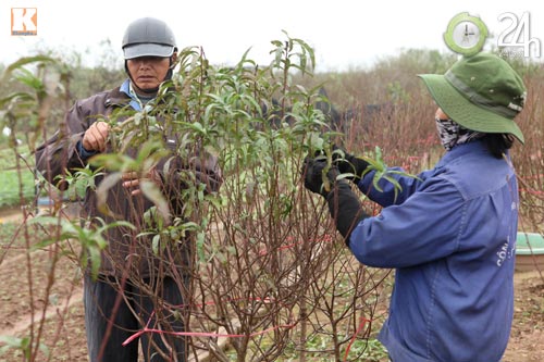 Chùm ảnh: Đào, quất đón Tết sớm - 6