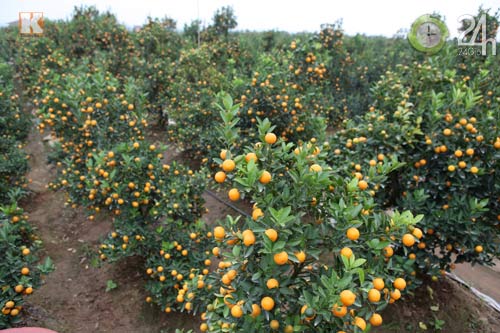 Chùm ảnh: Đào, quất đón Tết sớm - 8