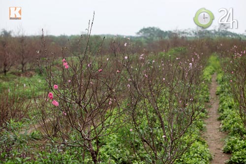 Chùm ảnh: Đào, quất đón Tết sớm - 2