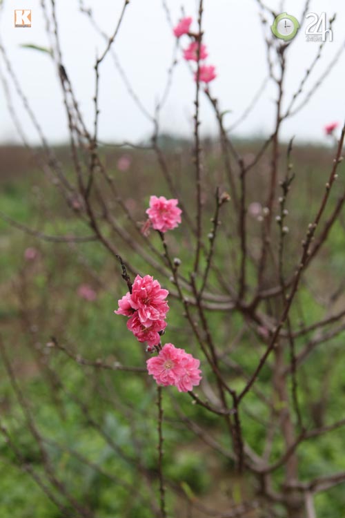 Chùm ảnh: Đào, quất đón Tết sớm - 3