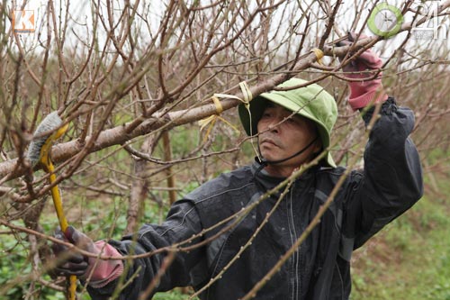 Chùm ảnh: Đào, quất đón Tết sớm - 5