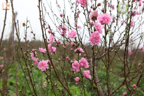 Chùm ảnh: Đào, quất đón Tết sớm - 4