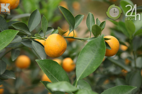 Chùm ảnh: Đào, quất đón Tết sớm - 10