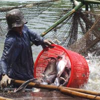 Đầu tư - NHNN lên tiếng về 38.000 tỷ cho vay nuôi cá tra