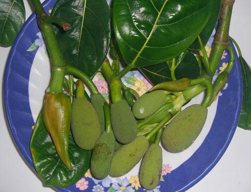 Nhớ khóm mít tuổi thơ - 1