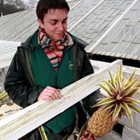 Phi thường - kỳ quặc - Dứa "ngâm" trong phân có giá 338 triệu/quả