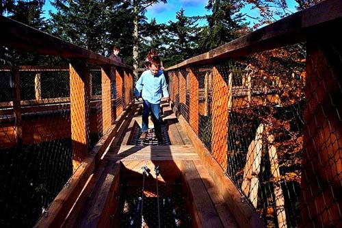 Cây cầu 'bay bay' xuyên rừng dài nhất thế giới - 2