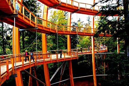 Cây cầu 'bay bay' xuyên rừng dài nhất thế giới - 4