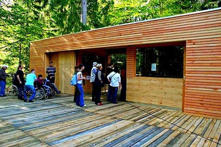 Cây cầu 'bay bay' xuyên rừng dài nhất thế giới - 5