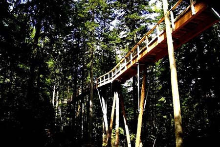 Cây cầu 'bay bay' xuyên rừng dài nhất thế giới - 6