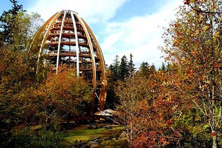 Cây cầu 'bay bay' xuyên rừng dài nhất thế giới - 7