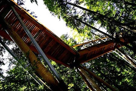 Cây cầu 'bay bay' xuyên rừng dài nhất thế giới - 8