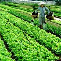 Thị trường - Tiêu dùng - Dân vẫn lờ mờ về rau an toàn