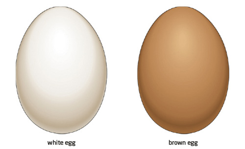 Trứng gà vỏ trắng hay vỏ nâu tốt hơn? - 1