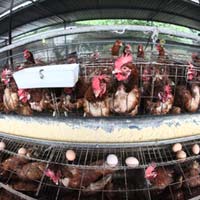 Thị trường - Tiêu dùng - Giá thực phẩm sẽ khó tăng thêm