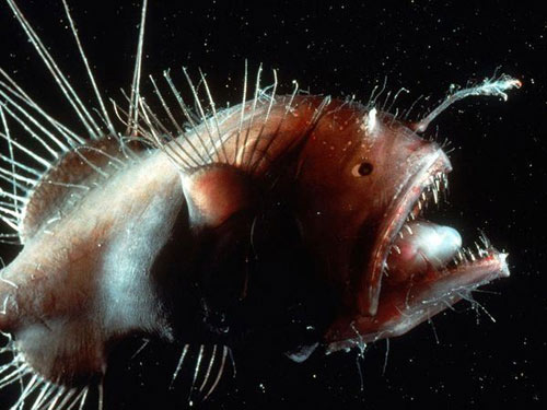 10 loài sinh vật kỳ quái ẩn náu dưới biển sâu - 1