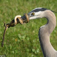 Tin tức trong ngày - Bị mổ, rắn quấn chặt mỏ chim diệc