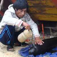 Tin tức trong ngày - Quảng Bình: Liên tiếp phát hiện cá voi dạt bờ