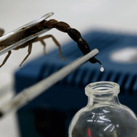 Sức khỏe đời sống - Thuốc từ nọc độc bò cạp trị 5 loại ung thư