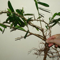 Sức khỏe đời sống - Cơn sốt săn lùng "cây chữa ung thư"