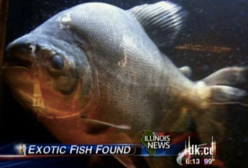 5 câu chuyện kỳ cục nhất năm 2012 - 2