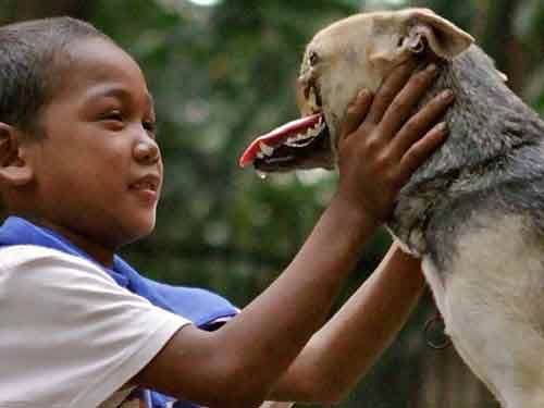Philippines: Cứu 2 cô chủ, chú chó mất hàm - 1