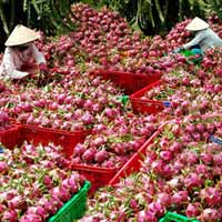 Thị trường - Tiêu dùng - Doanh nghiệp “bắt tay” ép giá thanh long