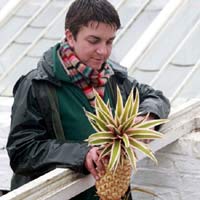 Thị trường - Tiêu dùng - 350 triệu đồng/quả dứa trồng từ...phân ngựa