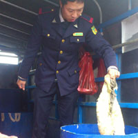 Thị trường - Tiêu dùng - Phát hiện xe tải chở 400kg nội tạng ôi thối