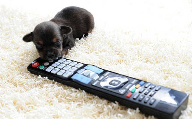 Chú chó nhỏ nhất nước Anh có tên là Mini.