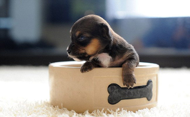 Những chú chó thuộc giống Chihuahua – Yorkshire khác có kích thước trung bình khi sinh ra khoảng 127 gram, còn Mini chỉ nặng 36 gram.