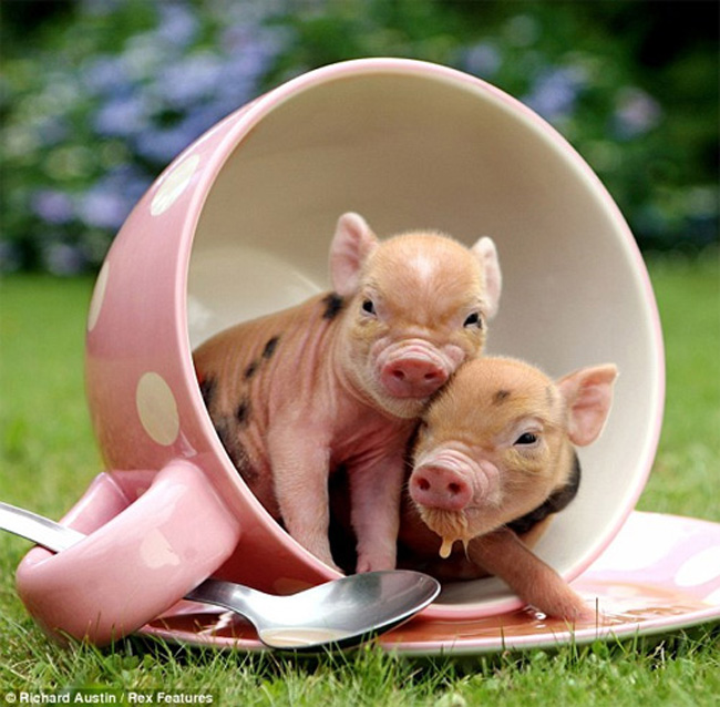 Những chú lợn con tại nông trại Pennywell ở Buckfastleigh, Devon gây ấn tượng bởi vẻ ngoài nhỏ xíu, đáng yêu.
