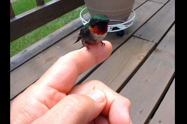Loài chim nhỏ nhất thế giới là chim ruồi Mellisuga helenae được tìm thấy tại Cuba.