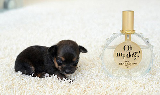 Chú chó còn nhỏ hơn cả một chai nước hoa.