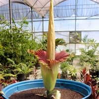 Tin tức trong ngày - Brazil: Bông hoa khổng lồ nở đúng ngày Noel